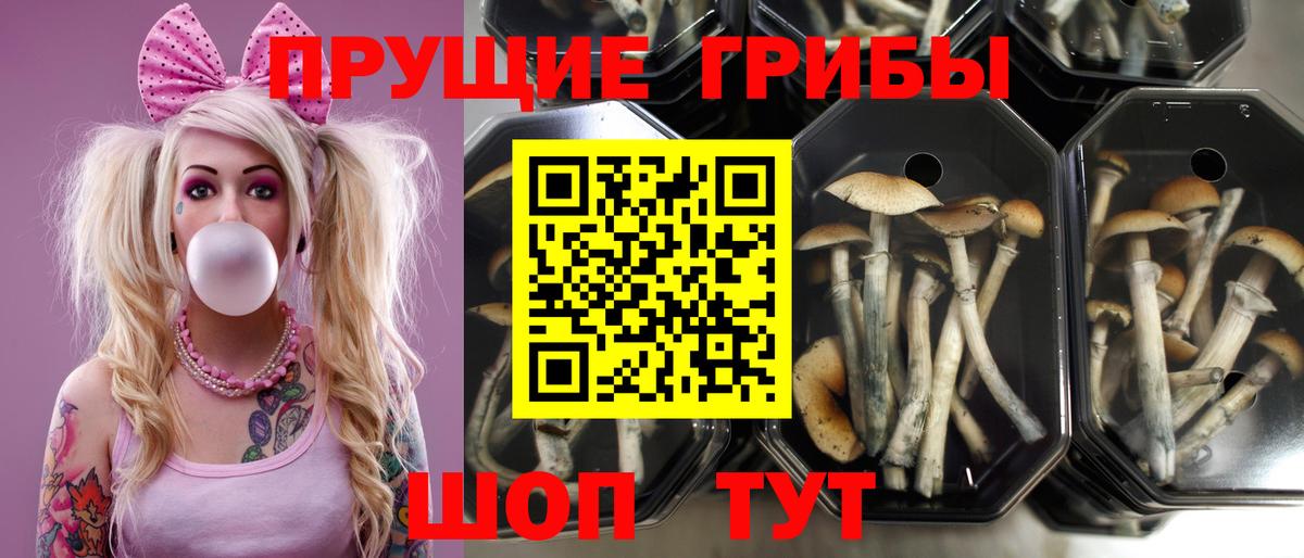 Псилоцибиновые грибы мицелий Рыбинск
